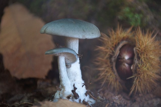 MAL Clitocybe odora  copia